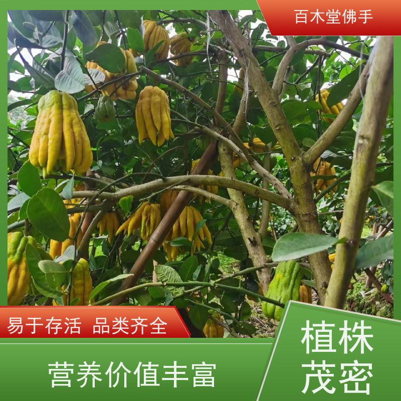 百木堂 四 川佛手苗 高成活率 较耐干旱 中药材种植基地
