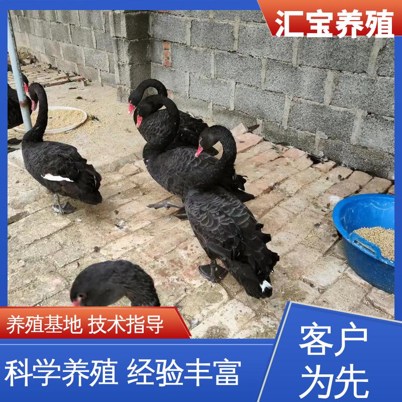 汇宝养殖 高端品种 黑天鹅 成长速度快 一窝多只 提供技术指导
