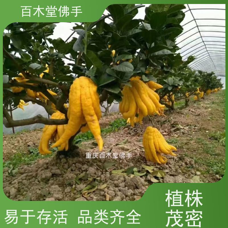 百木堂 四川佛手苗 树形丰富 成活率高 中药材种植基地 