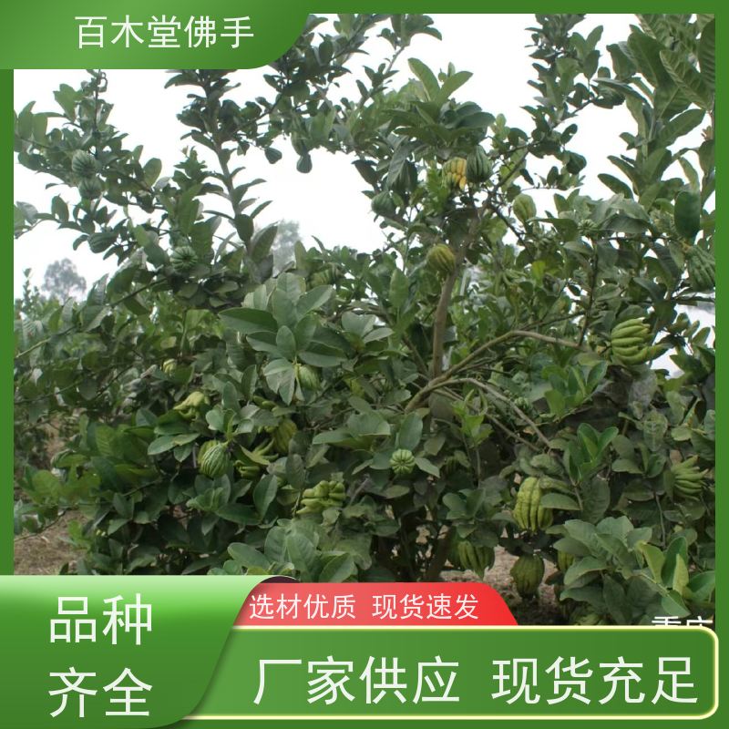 百木堂 沪 州佛手苗 枝叶紧密 美丽多姿 植株茂密