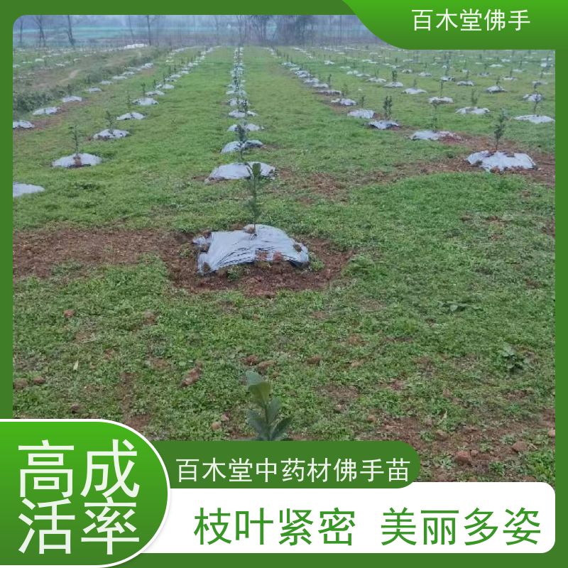 百木堂 五 通桥佛手苗 城市景观绿化树 生长迅速