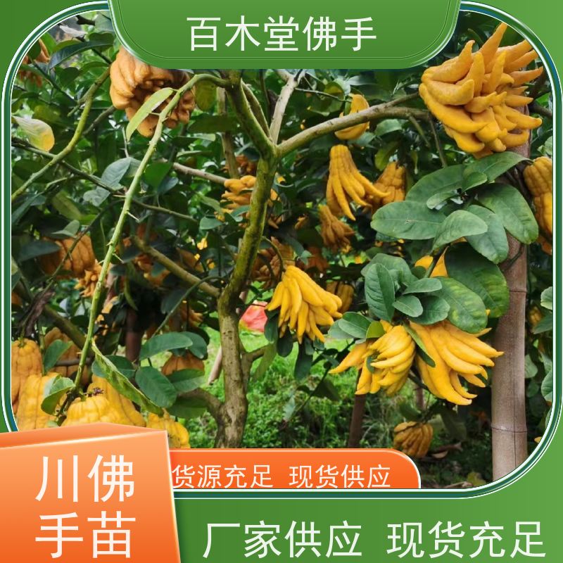 百木堂 佛手苗批发 观赏植物 附加值高 植株茂密