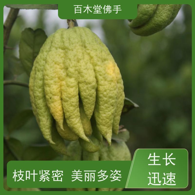 百木堂 綦 江佛手苗 城市景观绿化树 中药材种植基地 