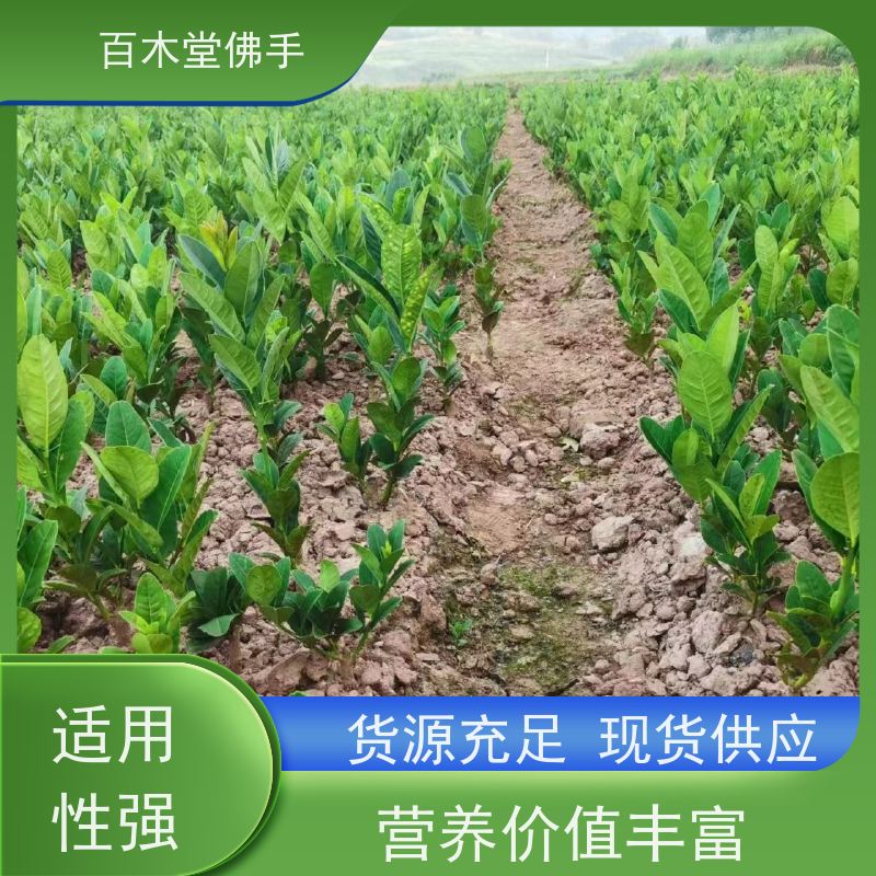 百木堂 内 江佛手苗 树形丰富 成活率高 种苗基地直供 