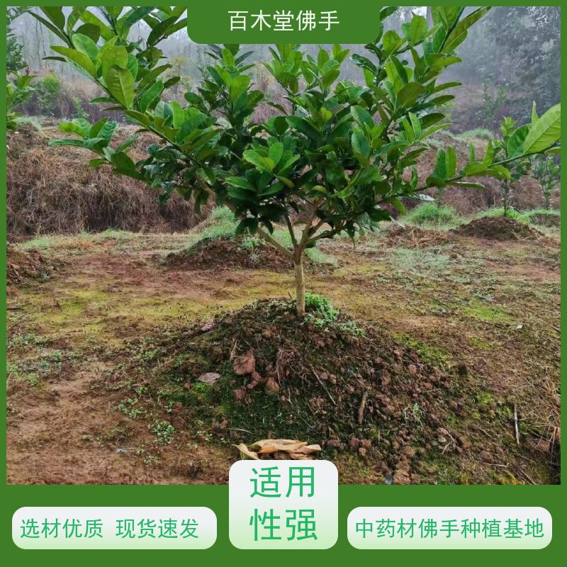 百木堂 金佛手苗 高成活率 较耐干旱 种苗基地直供