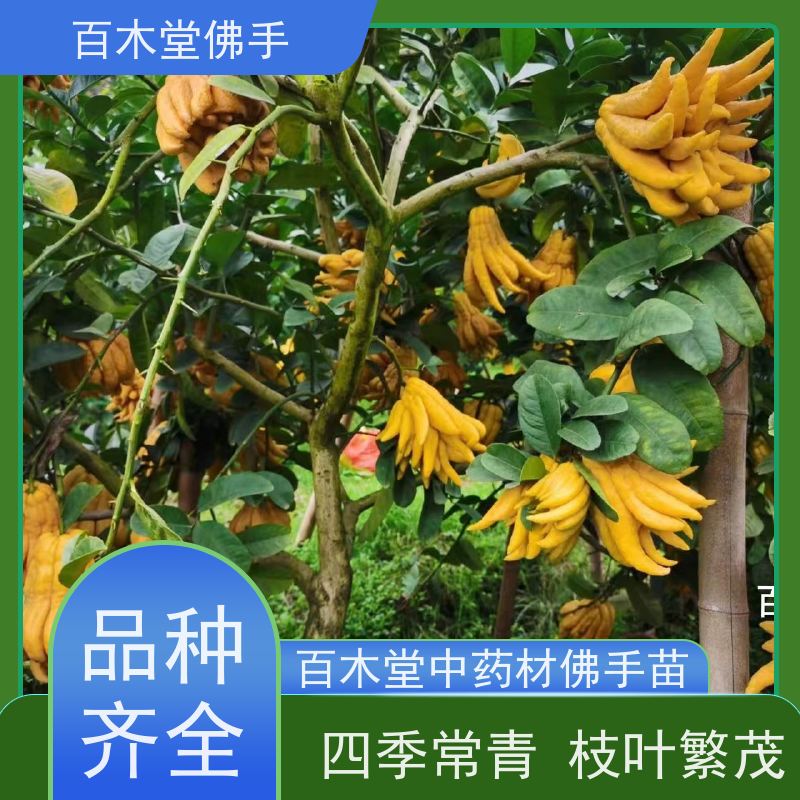 百木堂 高 县佛手苗 树形丰富 成活率高 中药材种植基地 