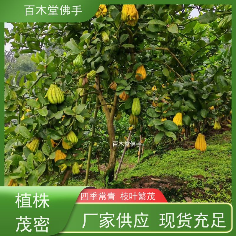百木堂 重 庆佛手苗 造型优美 易成活 中药材种植基地 