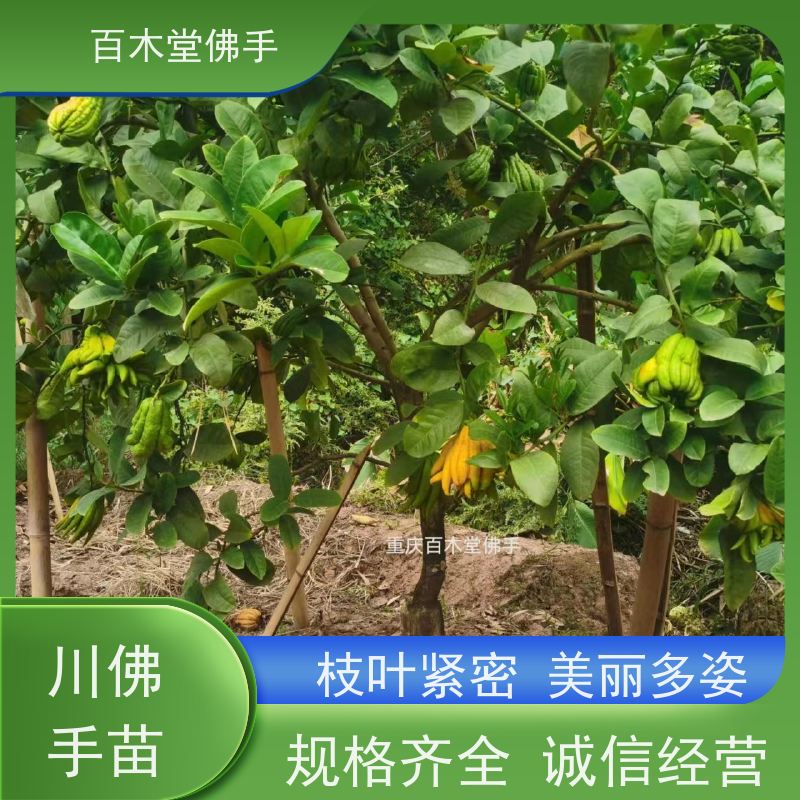 百木堂 广佛手苗种植 生长迅速 品种齐全 用于室内外盆景