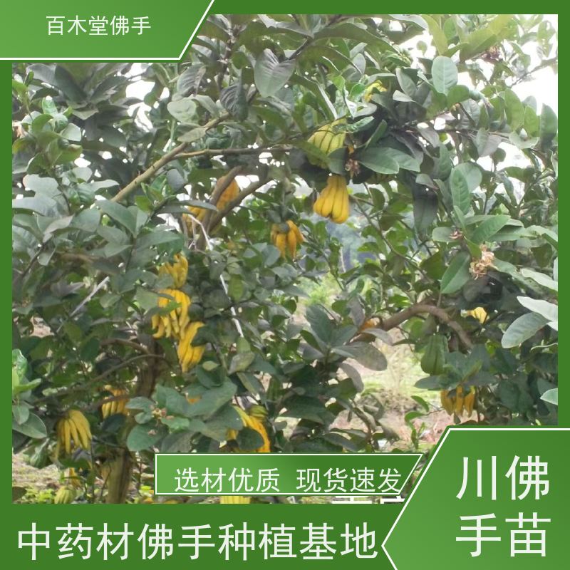 百木堂 佛手种植技术 高成活率 较耐干旱 道路绿化行道苗