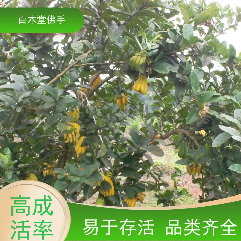 百木堂 良种佛手苗种植 适用性强 规格齐全 植株茂密 用途广泛
