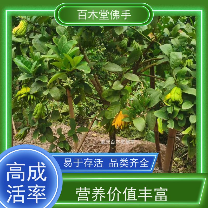 百木堂 金佛手苗种植 枝叶紧密 美丽多姿 园林景区栽植