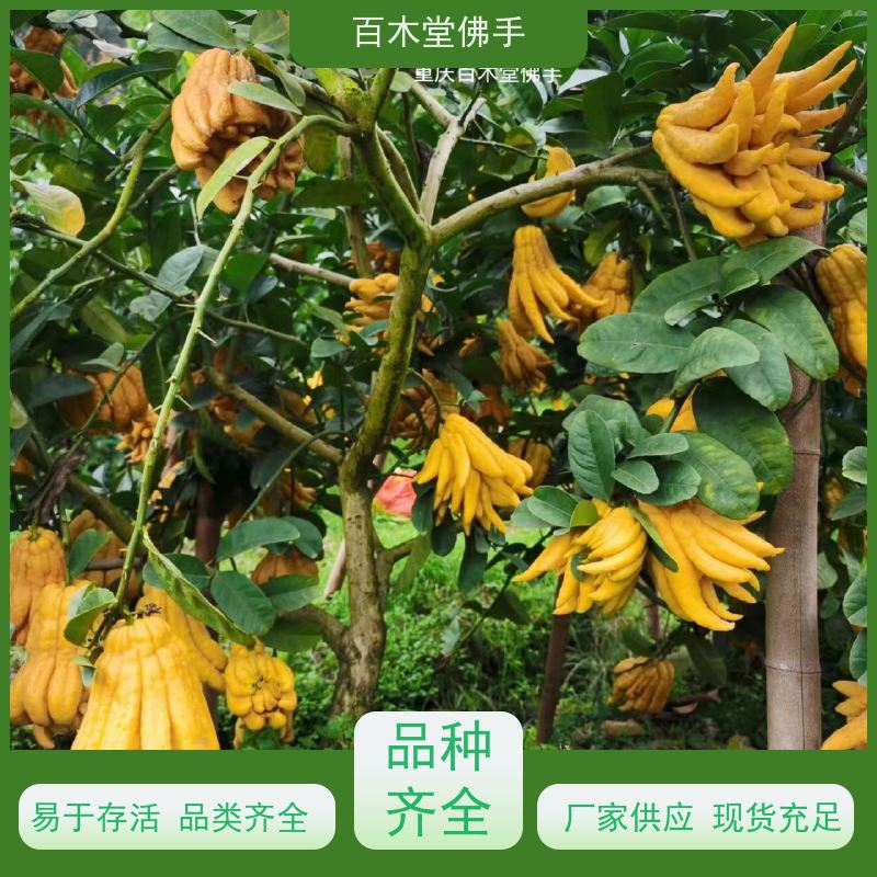 百木堂 佛手柑苗批发 生长迅速 品种齐全 用于室内外盆景