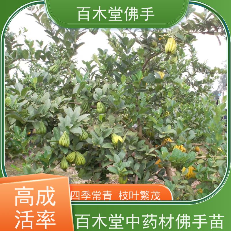 百木堂 良种佛手批发 产量高 造型优美 易成活 用于室内外盆景