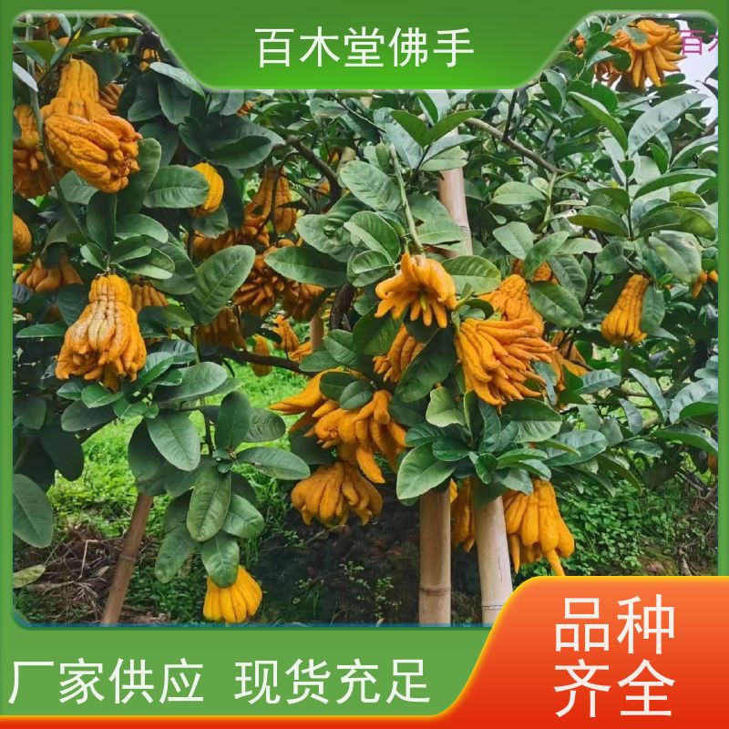百木堂 川佛手苗种植 适用性强 规格齐全 用于室内外盆景