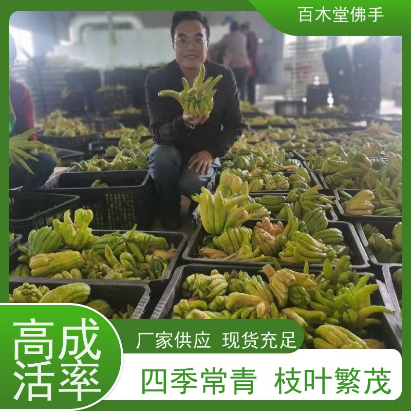 百木堂 宜 宾佛手 高成活率 较耐干旱 园林景区栽植