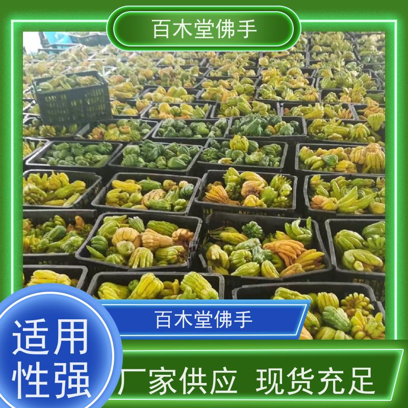 百木堂 梁 平佛手 产量高 用途广泛 种苗基地直供