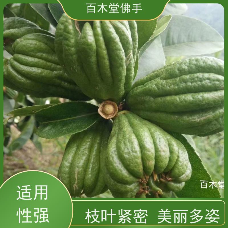 百木堂 犍为佛手 可作为盆景摆设 货源充足 城市景观绿化树 