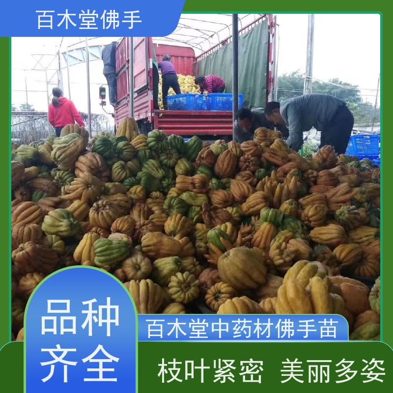 百木堂 宜 宾佛手 高成活率 较耐干旱 中药材种植基地 