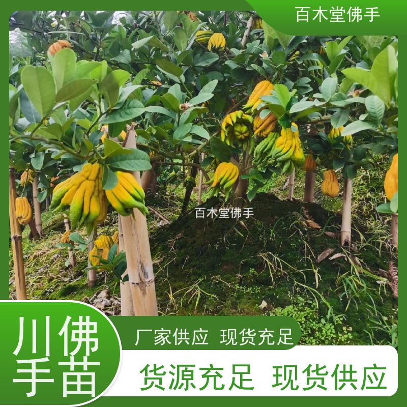 百木堂 铜 梁佛手 城市景观绿化树 种苗基地直供 