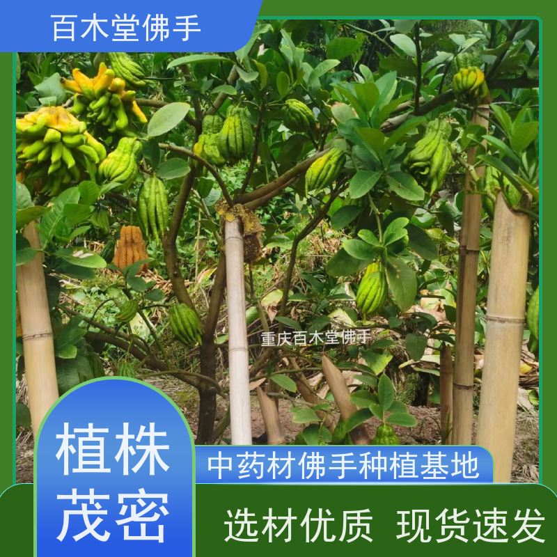 百木堂 梁 平佛手 枝叶紧密 美丽多姿 种苗基地直供 