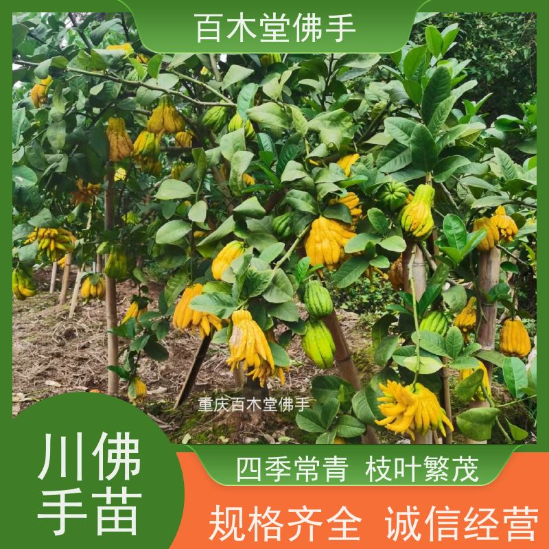 百木堂 乐 山佛手 树形丰富 成活率高 种苗基地直供 