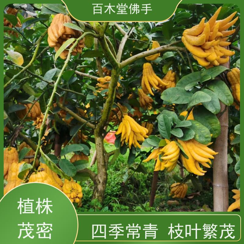 百木堂 忠 县佛手 城市景观绿化树 中药材种植基地 