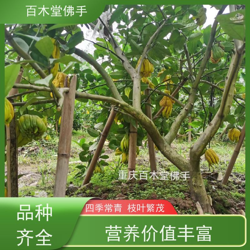 百木堂 大 足佛手 枝叶紧密 美丽多姿 用于室内外盆景