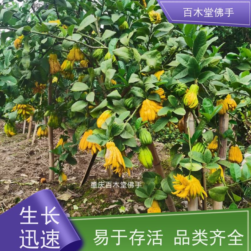 百木堂 綦 江佛手 观赏植物 附加值高 种苗基地直供 
