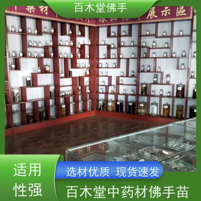 百木堂 四 川佛手基地 高成活率 较耐干旱 用于室内外盆景