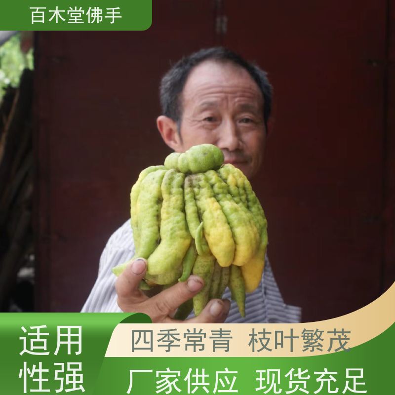 百木堂 广佛手基地 适用性强 规格齐全 植株茂密