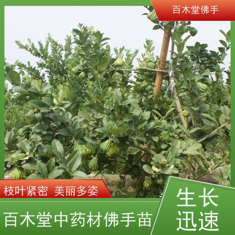 百木堂 南 充佛手基地 造型优美 易成活 品种齐全