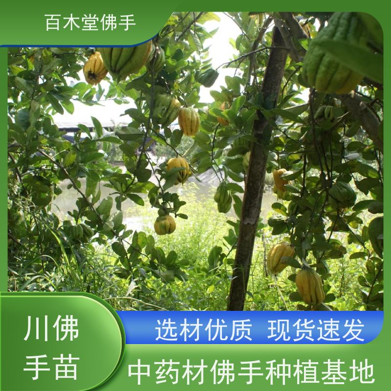百木堂 佛手柑苗基地 城市景观绿化树 植株茂密