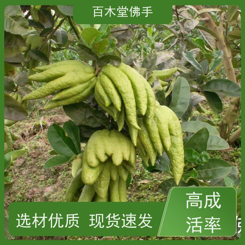 百木堂 内 江佛手批发 道路绿化行道苗 生长迅速