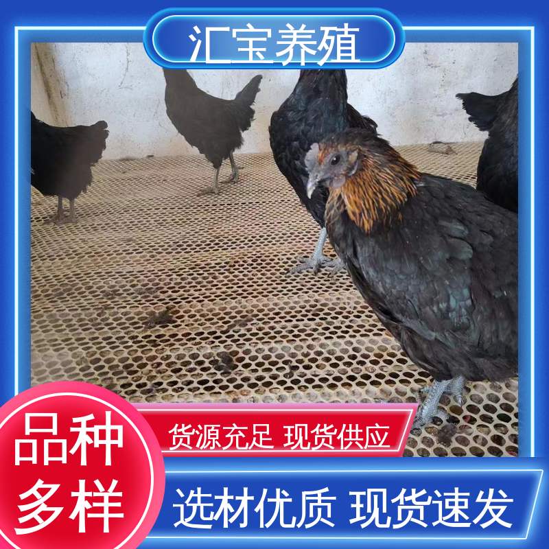 汇宝养殖 绿壳蛋鸡鸡苗 容易饲养 成年可下蛋 孵化场