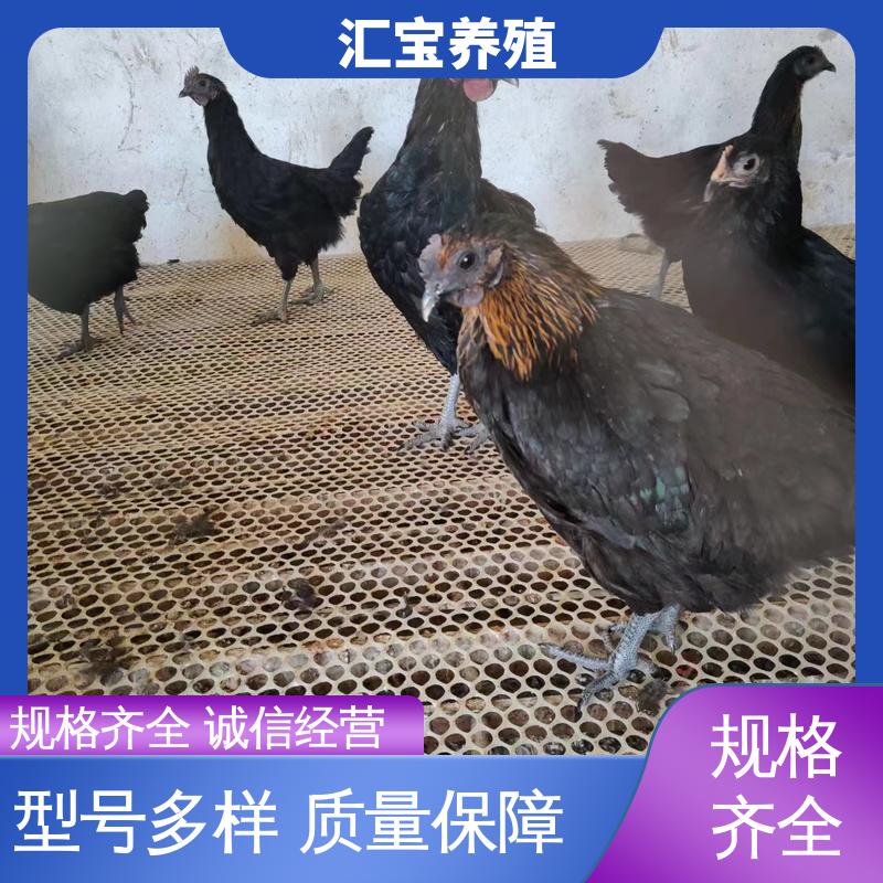 汇宝养殖 七彩山鸡苗 容易饲养 成年可下蛋 厂家直供