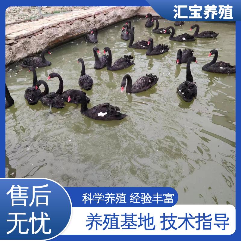 汇宝养殖 高端品种 两年初产黑天鹅 大小都有 包邮包运输 可回收