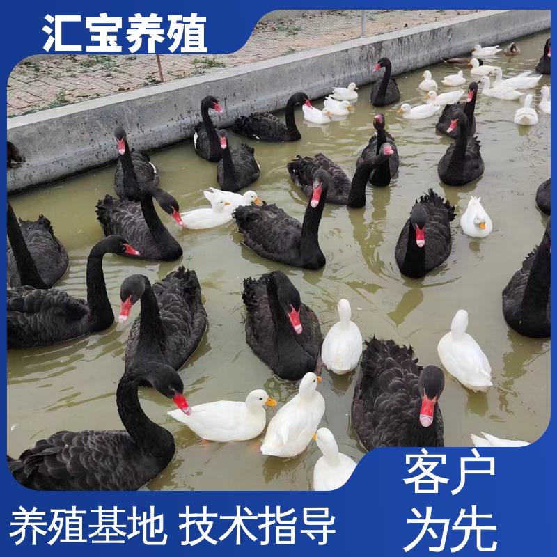 汇宝养殖 喂养方法 两年初产黑天鹅 成长速度快 一窝多只 实地引种考察