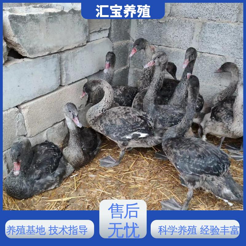 汇宝养殖 品种纯正 一对黑天鹅 包邮包运输 不易生病
