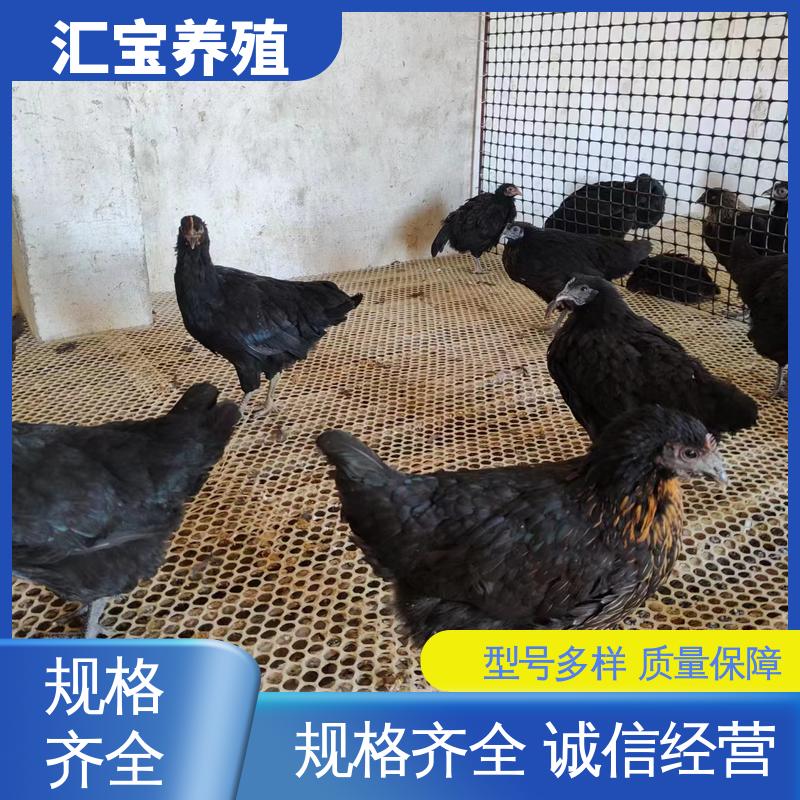 汇宝养殖 笨鸡鸡苗 容易饲养 成年可下蛋 可合作