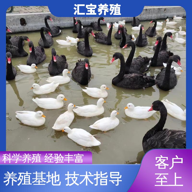汇宝养殖 喂养方法 公园黑天鹅 包邮包运输 实地引种考察