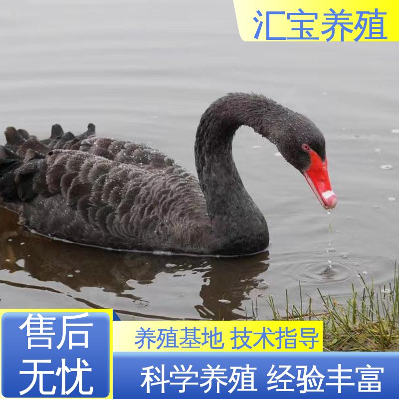 汇宝养殖 品种纯正 成年黑天鹅活体 一只起发 四肢长度适中 不易生病