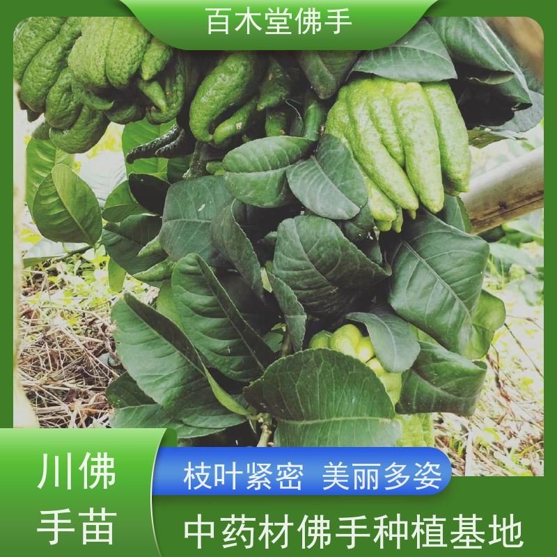 百木堂 佛手柑苗 枝叶紧密 美丽多姿 中药材种植基地 