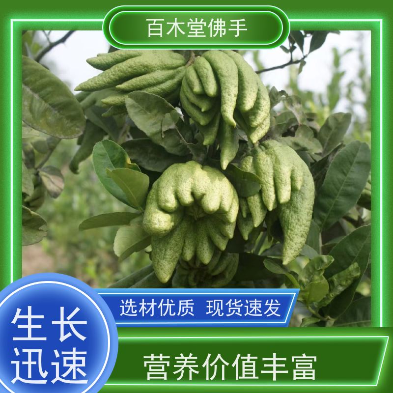 百木堂 玉 林佛手苗 适用性强 规格齐全 城市景观绿化树 