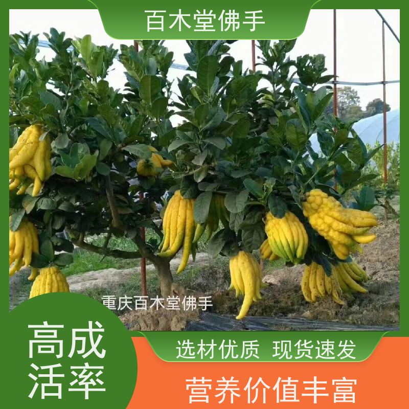 百木堂 佛手柑苗基地 树形丰富 成活率高 园林景区栽植