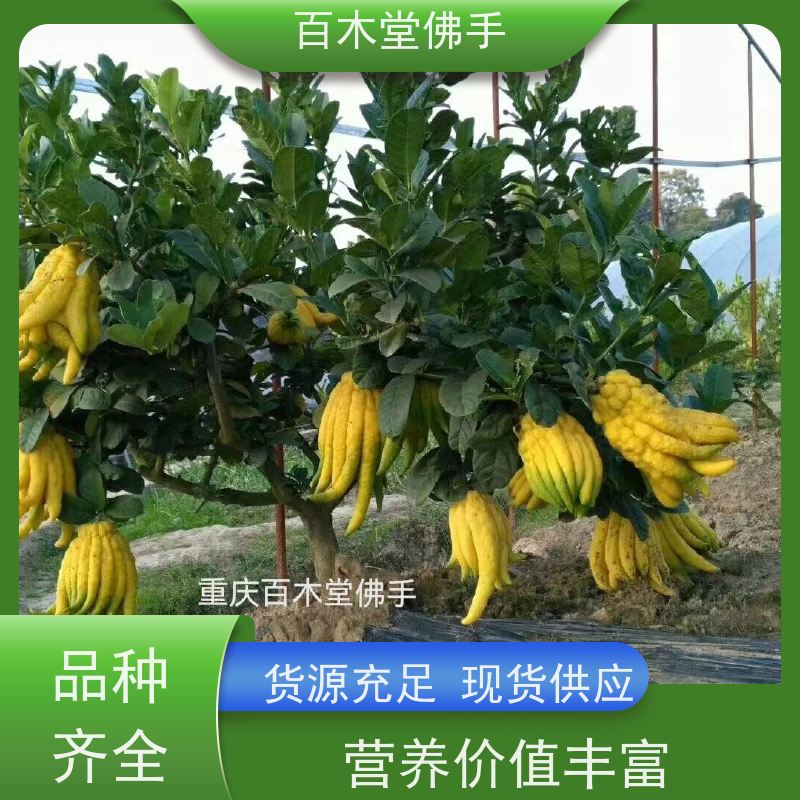 百木堂 南充佛手苗 植株茂密 生长迅速 种苗基地直供