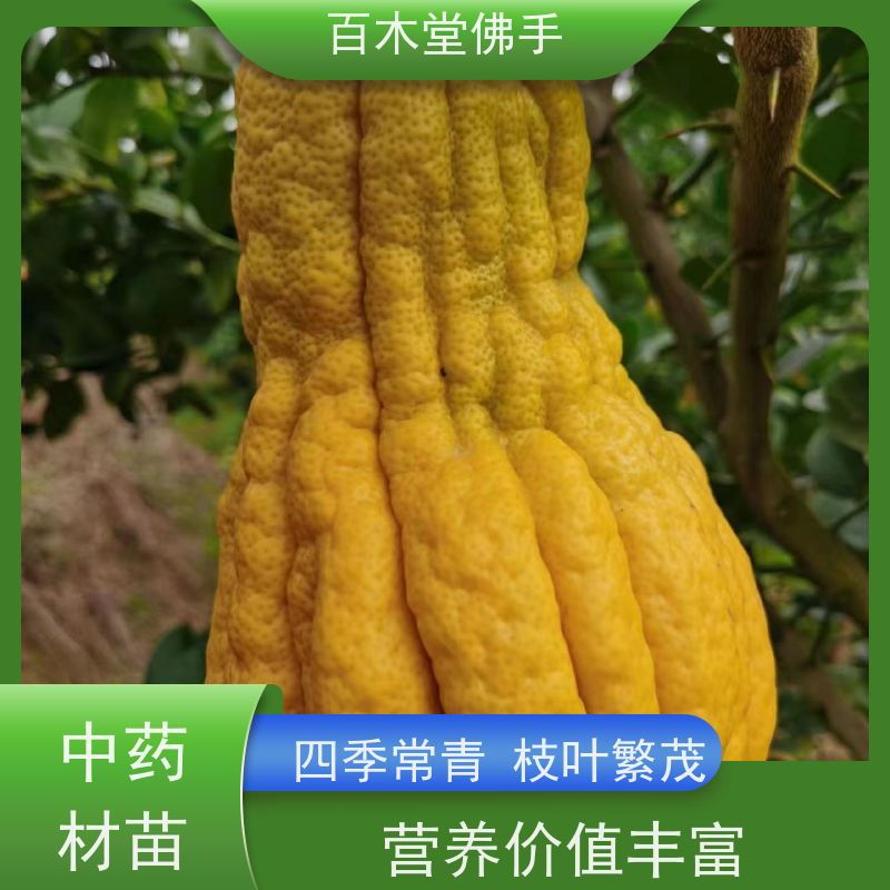 百木堂 中药材苗种植 枝叶紧密 美丽多姿 种苗基地直供