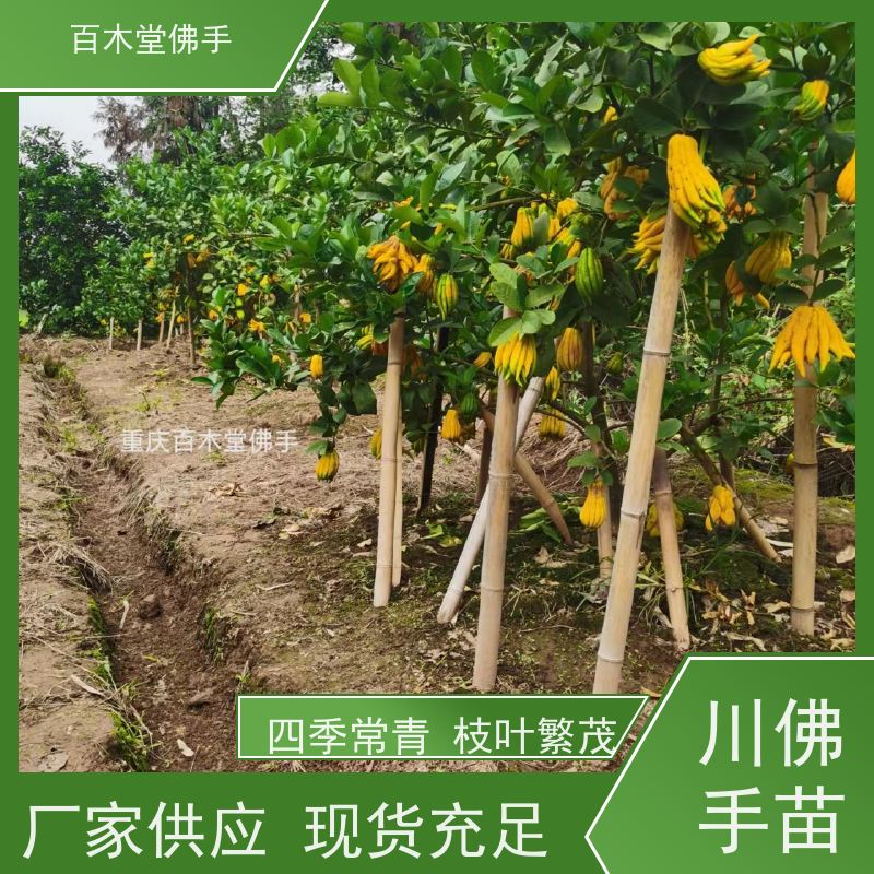 百木堂 良种佛手批发 高成活率 较耐干旱 园林景区栽植