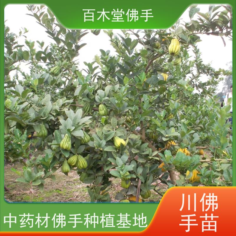 百木堂 佛手柑苗批发 枝叶紧密 美丽多姿 道路绿化行道苗