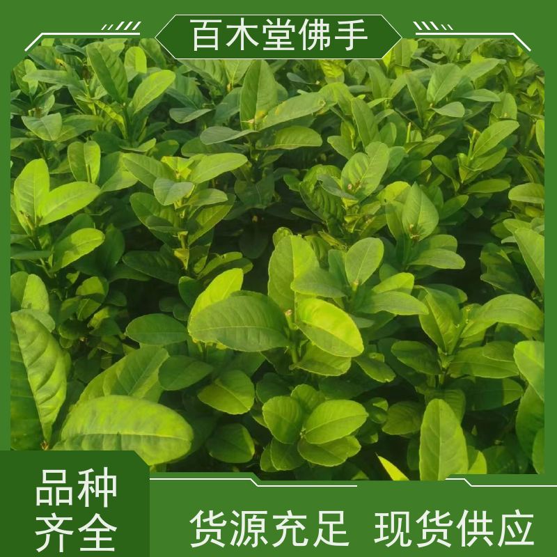 百木堂 巴 中佛手苗 生长环境适应性强 种苗基地直供 