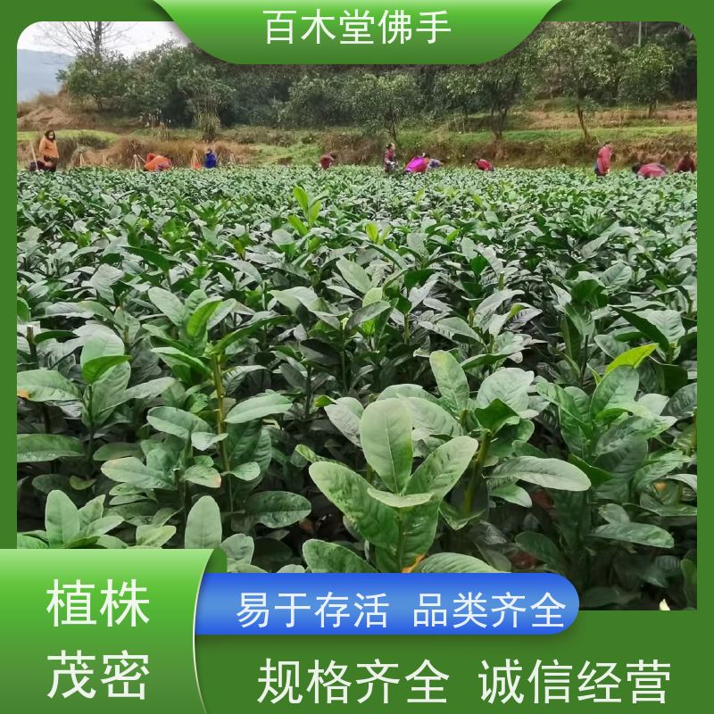 百木堂 佛手种植技术 枝叶紧密 美丽多姿 园林景区栽植